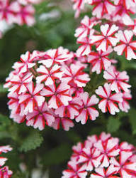 Verbena Flower Seeds Pink White – Heirloom Non-GMO High Germination Organic Garden