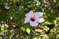 Pink White Hibiscus Flower Seeds Heirloom Non-GMO High Germination Organic Garden Seeds for Planting