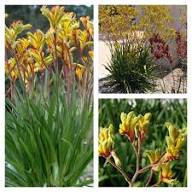 Yellow Anigozanthos Hybrid Flower Seeds for Planting – Heirloom, Non-GMO, High Germination Organic Garden Seeds
