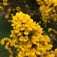 Yellow Gorse Flower Seeds – Heirloom, Non-GMO, High Germination Seeds