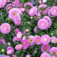 Pink Aster Flower Seeds Heirloom Non-GMO High Germination Organic Garden Seeds for Planting