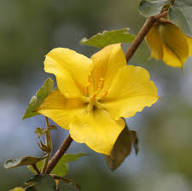 Yellow Fremont Dendron Flower Seeds Heirloom Non-GMO High Germination Organic Garden Seeds for Planting