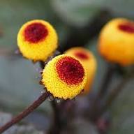 Yellow Red Spilanthes Flower Seeds – Heirloom, Non-GMO, High Germination Organic Seeds