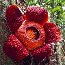 Rafflesia Flower Seeds Red Heirloom Non-GMO High Germination Organic Garden Seeds for Planting
