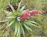 Semillas de flores de Puya Dyckioides rosa – Orgánicas, sin OMG, herencia, alta germinación para plantar en jardín