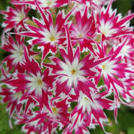 Pink White Phlox Flower Seeds – Heirloom Non-GMO High Germination Organic Garden Seeds