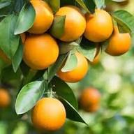 Orange Clementine Seeds for Planting – Heirloom Non-GMO High Germination Organic Garden Seeds