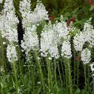 Verbascum Flower Seeds White – Heirloom, Non-GMO, High Germination Organic Seeds