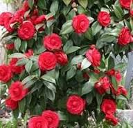 Camellia Flower Seeds Red – Heirloom, Non-GMO, High Germination, Organic Seeds