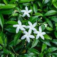 Tabernaemontana Flower Seeds White Heirloom Non-GMO High Germination Organic Garden Seeds for Planting