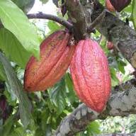Mixed Cocoa Seeds – Heirloom, Non-GMO, High Germination Organic Garden