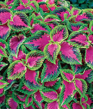 Pink Coleus Flower Seeds for Planting – Heirloom Non-GMO High Germination Organic Garden Seeds