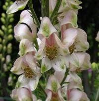White Aconite Flower Seeds – Heirloom, Non-GMO, High Germination Organic Garden Seeds for Planting