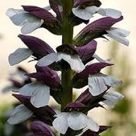 White Acanthus Mollis Flower Seeds Heirloom Non-GMO High Germination Organic Garden Seeds