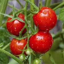 Heirloom Tomato Homestead Planting Seeds for Planting Non-GMO High Germination Organic Garden Seeds