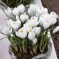 White Saffron Flower Seeds Heirloom Non-GMO High Germination Organic Garden Seeds for Planting