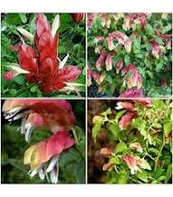 Shrimp Flower Seeds for Planting – Heirloom, Non-GMO, High Germination Organic Garden Seeds