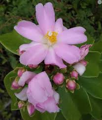 Pink Pereskia Flower Seeds – Heirloom Non-GMO High Germination Organic Garden Seeds for Planting