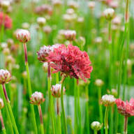 Rote Armeria Blumen Samen Erbstück gentechnikfrei hohe Keimrate Bio Garten Samen zum Pflanzen