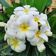 White Samoan Fluff Flowers Seeds – Heirloom, Non-GMO, High Germination Organic Garden Seeds for Planting