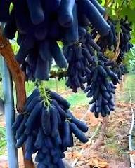 Mixed Finger Grape Fruit Seeds – Heirloom, Non-GMO, High Germination Organic Garden Seeds