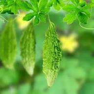 Bitter Melon Seeds for Planting – Heirloom, Non-GMO, High Germination Organic Garden Seeds