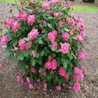 Rare Rose Tree Flower Seeds for Planting – Heirloom Non-GMO High Germination Organic Garden Seeds