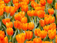 Orange Tulip Flower Seeds – Heirloom, Non-GMO, High Germination Seeds