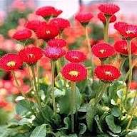 Rote Bellissima Blumensamen, alte Sorte, gentechnikfrei, hohe Keimrate, Bio-Gartensamen zum Pflanzen