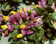 Pink Yellow Polygala Flower Seeds – Heirloom, Non-GMO, High Germination Organic Garden Seeds for Planting Seeds for Planting