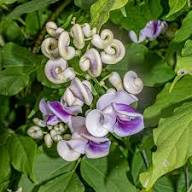 Purple Green Shell Flower Seeds Heirloom Non-GMO High Germination Organic Garden Seeds for Planting