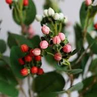 Mixed Hypericum Fruit Seeds – Heirloom, Non-GMO, High Germination Organic Garden Seeds for Planting