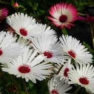 White Delosperma Flower Seeds Heirloom Non-GMO High Germination Organic Garden Seeds for Planting