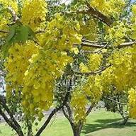 Yellow Cassia Fistula Flower Seeds – Heirloom Non-GMO High Germination Organic Seeds