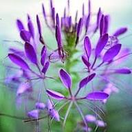Cleome Flower Seeds Violet for Planting – Heirloom Non-GMO High Germination Seeds