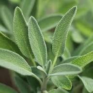 White Sage Plant Seeds Heirloom Non-GMO High Germination Organic Garden Seeds for Planting
