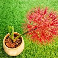 Red Scadoxus Flower Seeds Heirloom Non-GMO High Germination Organic Garden Seeds for Planting