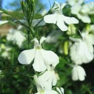 Lobelia Regatta Flower Seeds White For Growing Heirloom Non-GMO High Germination Organic Garden Seeds