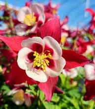 Semillas de flores gigantes de Aquilegia blancas y rojas para plantar, reliquia, sin OMG, alta germinación, semillas de jardín orgánicas