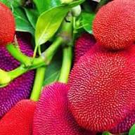 Thailand Pink Jackfruit Seeds for Planting Heirloom Non-GMO High Germination Organic Garden Seeds