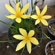Yellow White Erythronium Idahoense Seeds for Planting | Heirloom Non-GMO Organic