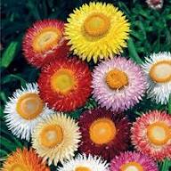 Strawflower Seeds – Heirloom, Non-GMO, High Germination Organic Garden Seeds