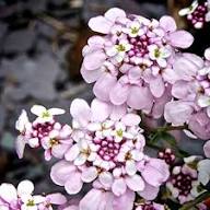 Pink Iberis Flower Seeds – Seeds for Planting, Heirloom, Non-GMO, High Germination Organic Garden Seeds