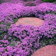 Pink Climbing Thyme Flower Seeds Heirloom Non-GMO High Germination Organic Garden Seeds