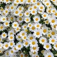 White Pyrethrum Daisy Flower Seeds Heirloom Non-GMO High Germination Organic Garden Seeds