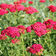 Red Yarrow Flower Seeds – Heirloom, Non-GMO, High Germination Organic Garden Seeds
