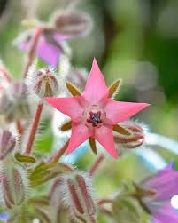 Pink Borage Flower Seeds Heirloom Non-GMO High Germination Organic Garden Seeds for Planting