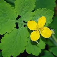 Yellow Celandine Flower Seeds – Heirloom, Non-GMO, High Germination Organic Garden Seeds