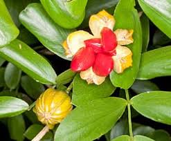 Rote Lignum Vitae Samen – Alte Sorte, gentechnikfrei, hohe Keimfähigkeit, Bio-Gartensamen zum Pflanzen