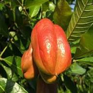 Ackee Fruit Seeds for Planting – Heirloom Non-GMO, High Germination Organic Garden Seeds